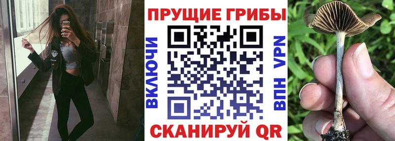наркота  Михайловск  Псилоцибиновые грибы мицелий 